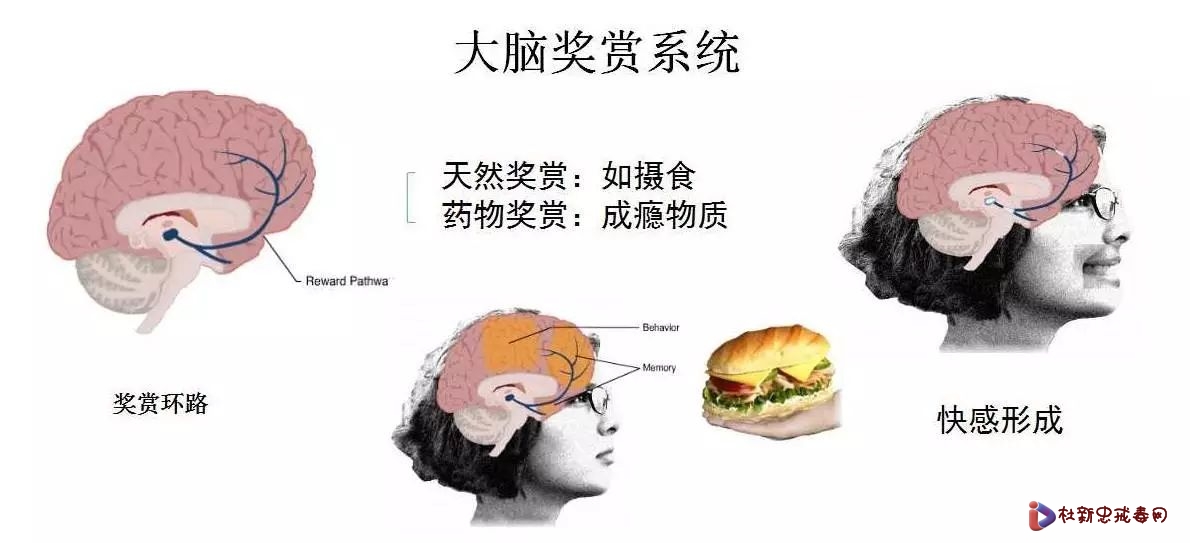 物质成瘾之成瘾后的大脑