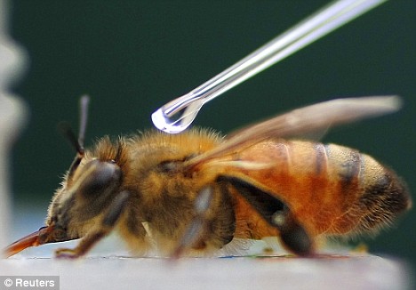 密蜂的功效和作用 334_125843_1.jpg