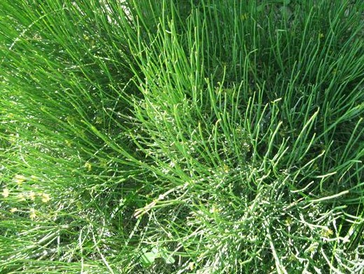麻黄草,也叫草麻,麻黄,多年生草本植物.其高一般在0.